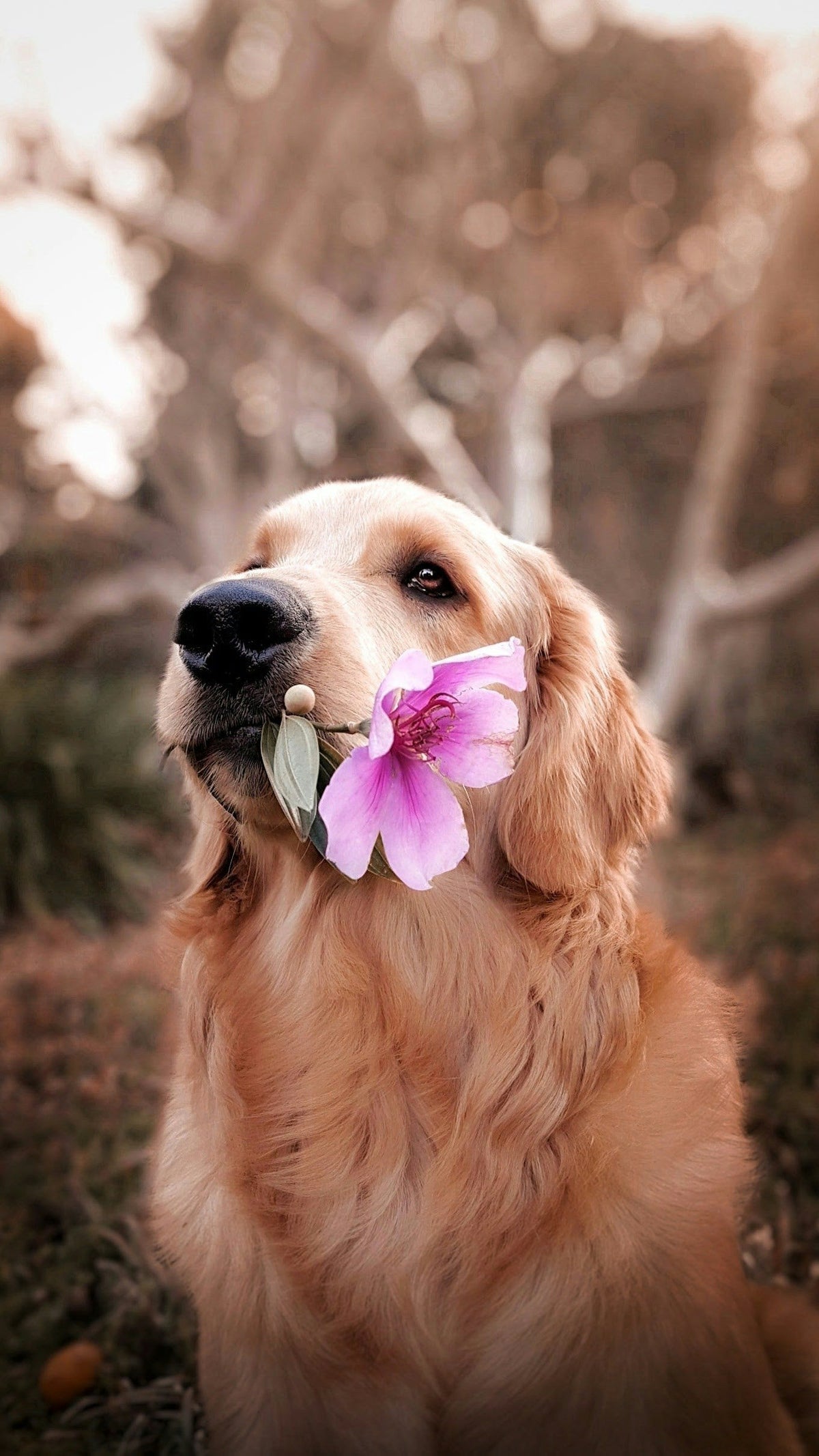 Your Dog's Coat Has Standards.