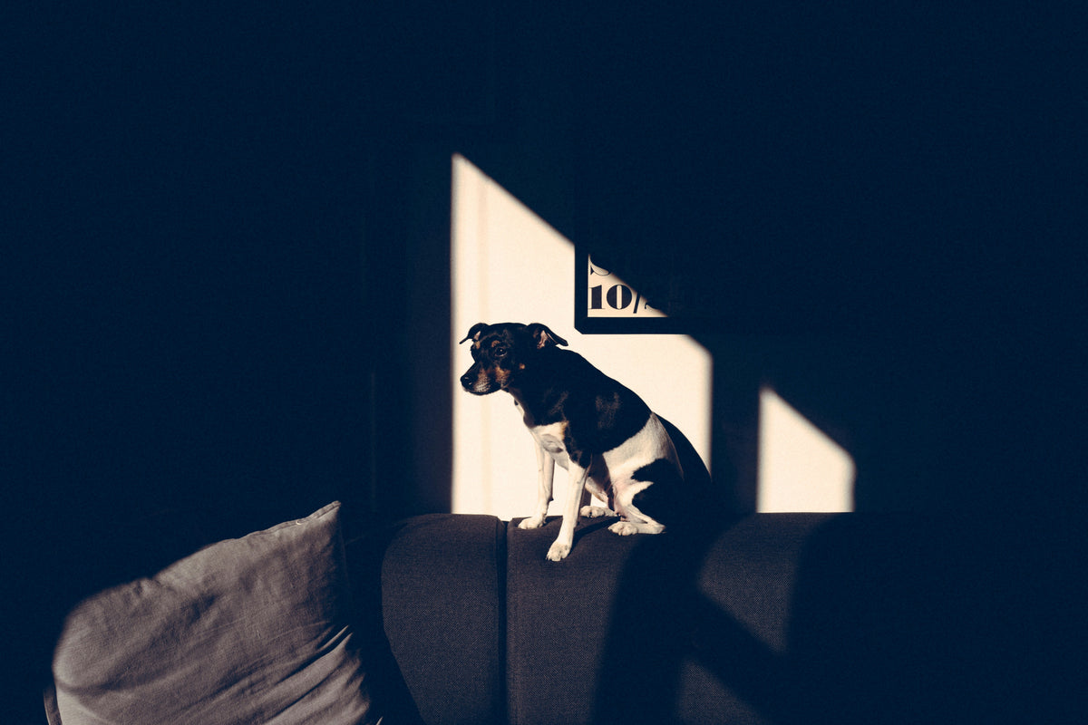 Your Dog Is Not the Head of Household.