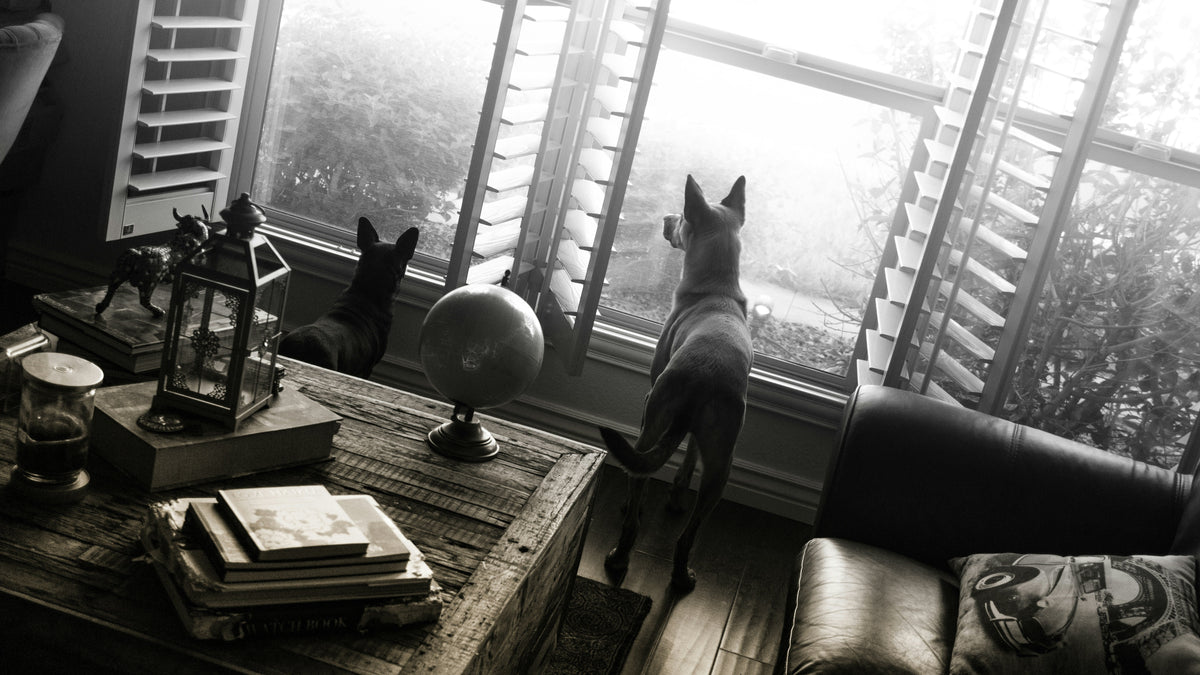 Inside Dog. Outside Dog. Same Love, Different Needs.